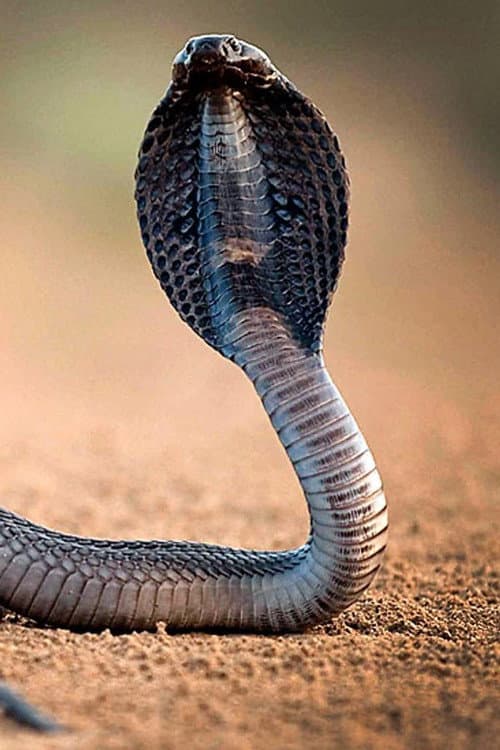 One Million Snake Bites