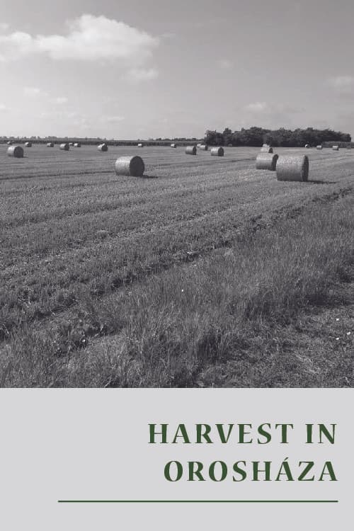 Harvest in Orosháza