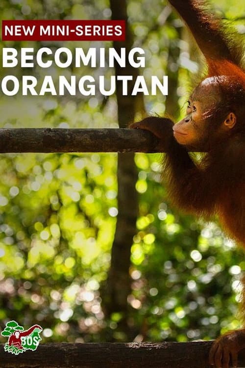 Becoming Orangutan